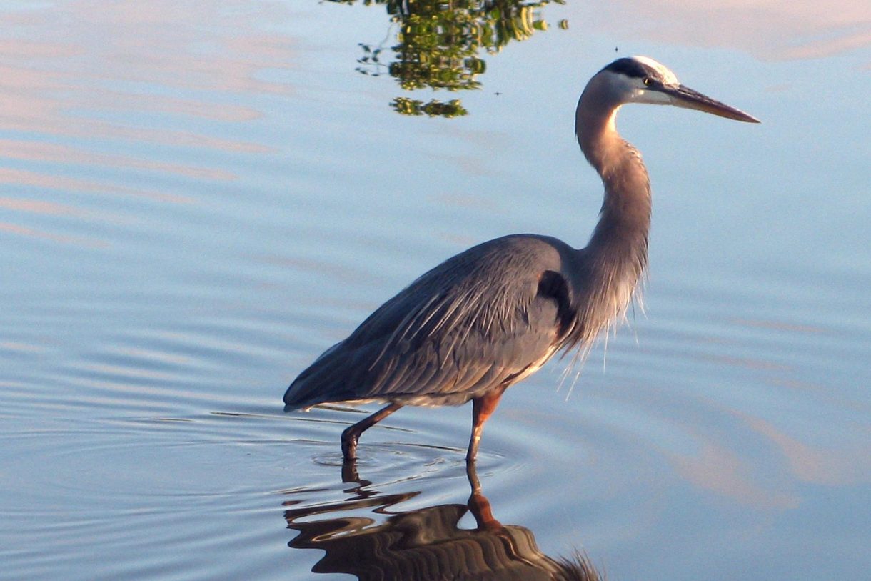 Te Koop: Foto Woonhuis aan de Lisdodde 5 in Leimuiden