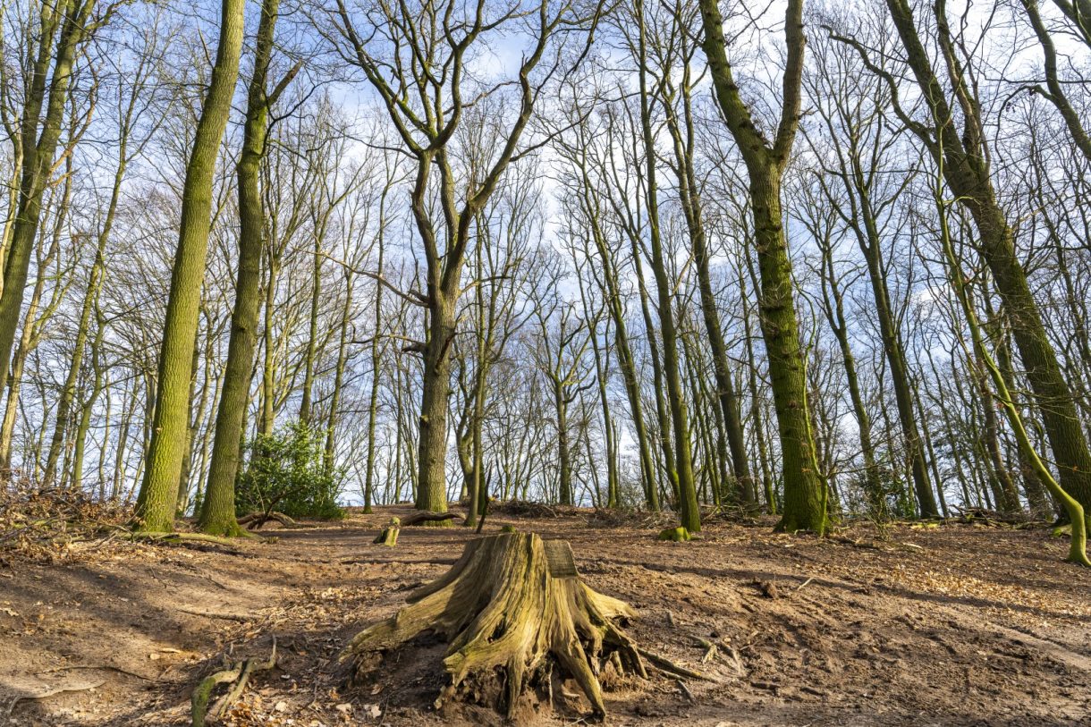 Te Koop: Foto Appartement aan de Maisonette 4Piano in Terborg