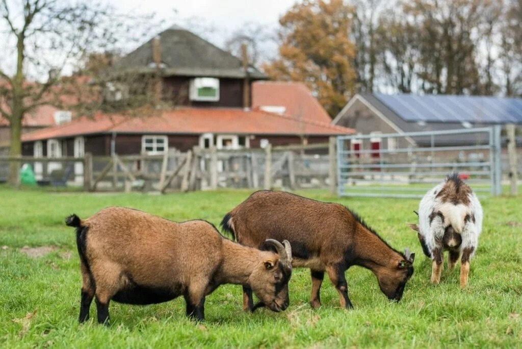 Te Koop: Foto Appartement aan de Tuinappartement Mooieweg 11 Arnhem 2 in Arnhem