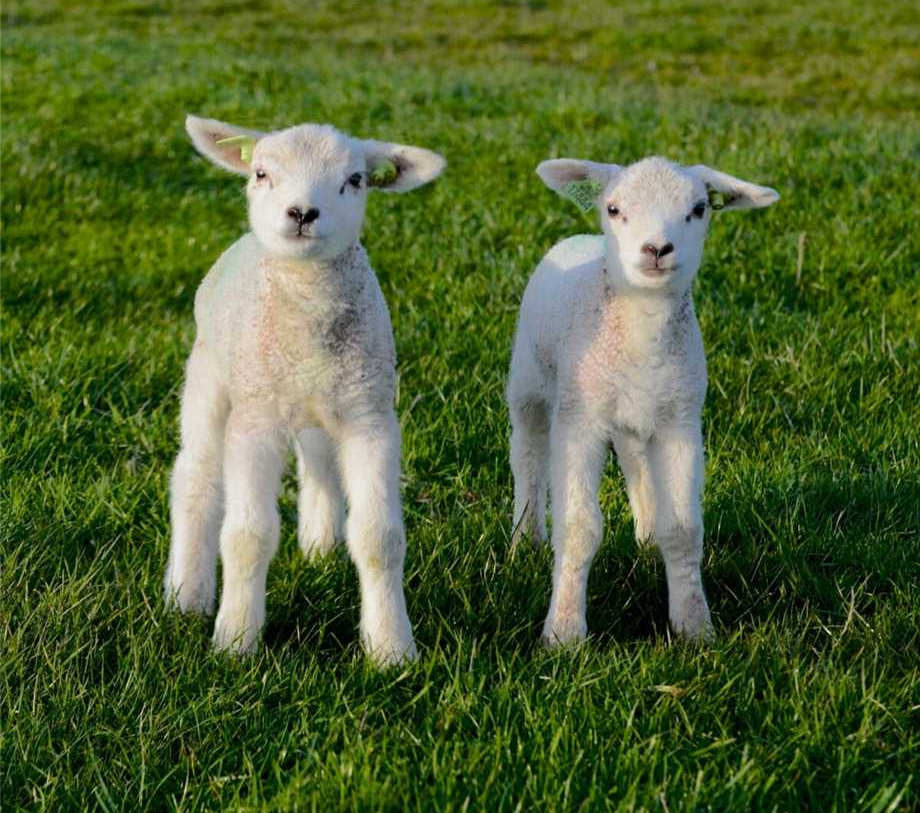 Te Koop: Foto Appartement aan de Tuinappartement Mooieweg 11 Arnhem 4 in Arnhem