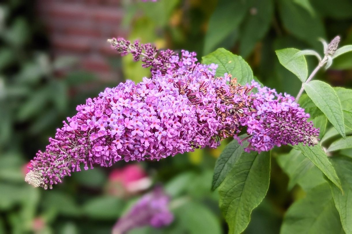 Te koop: Foto Woonhuis aan de Dijkwacht 14 in Leiderdorp