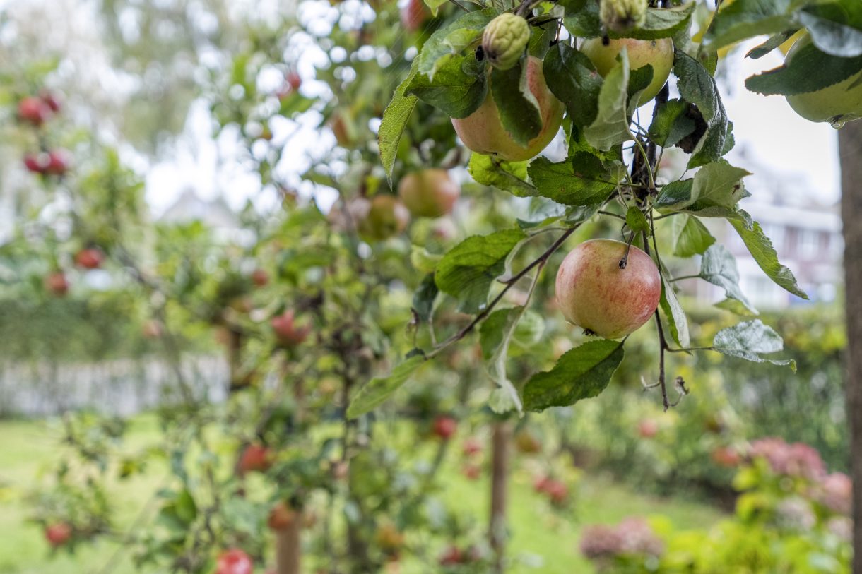 Te koop: Foto Woonhuis aan de Weegbree 17 in Meppel
