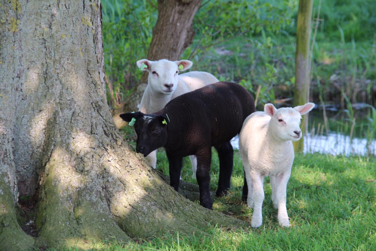 Te koop: Foto Woonhuis aan de Achtersloot 39 in IJsselstein
