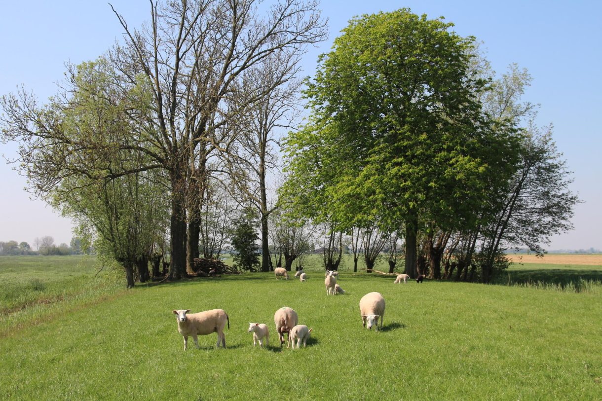 Te koop: Foto Woonhuis aan de Achtersloot 39 in IJsselstein