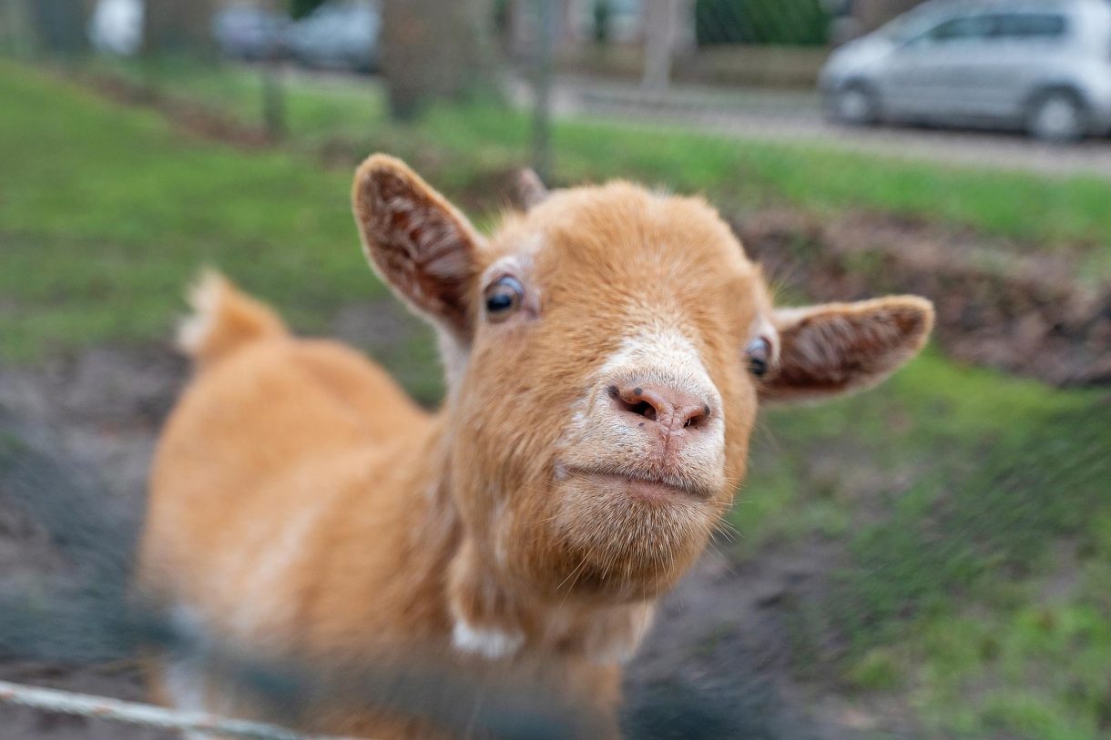 Te koop: Foto Woonhuis aan de Wolddijk 4 in Meppel