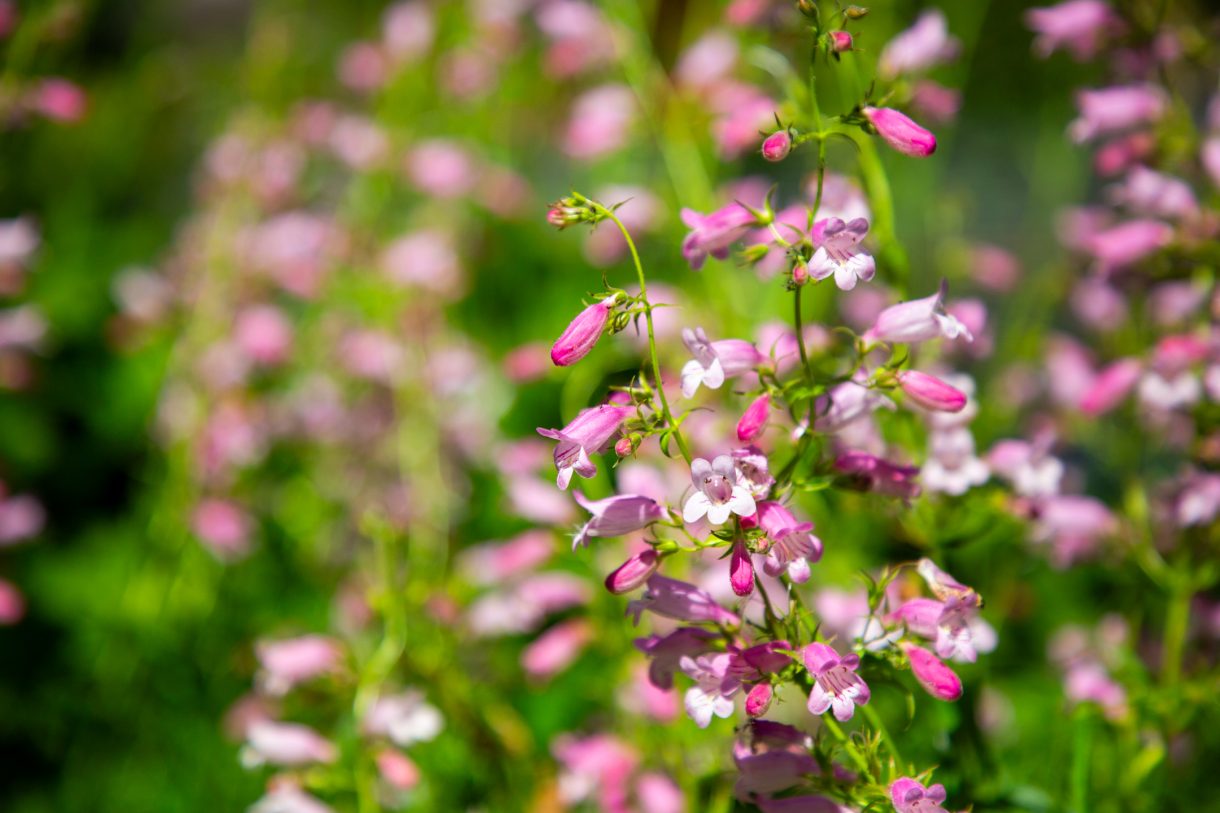 Te koop: Foto Woonhuis aan de Apenhorsterweg 2 in De Heurne