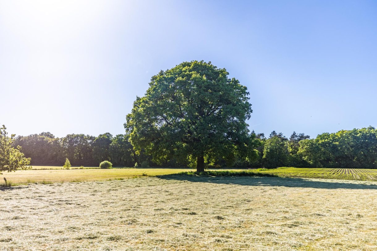Te koop: Foto Woonhuis aan de Hogestraat 3 in Hall