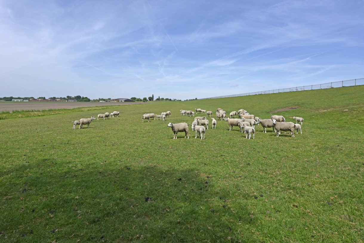 Te koop: Foto Woonhuis aan de Woudsedijk 18 in Ter Aar