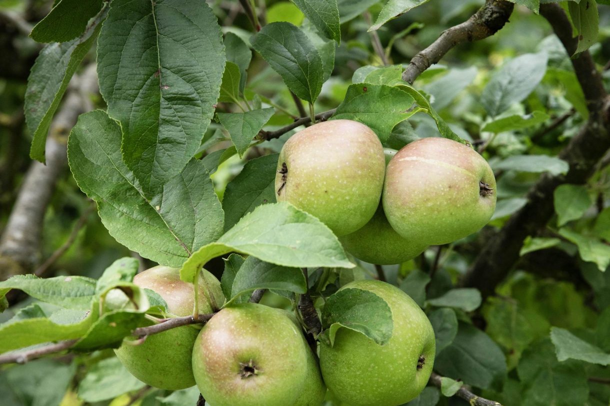 Te koop: Foto Woonhuis aan de Boterstraat 4 in Bronkhorst