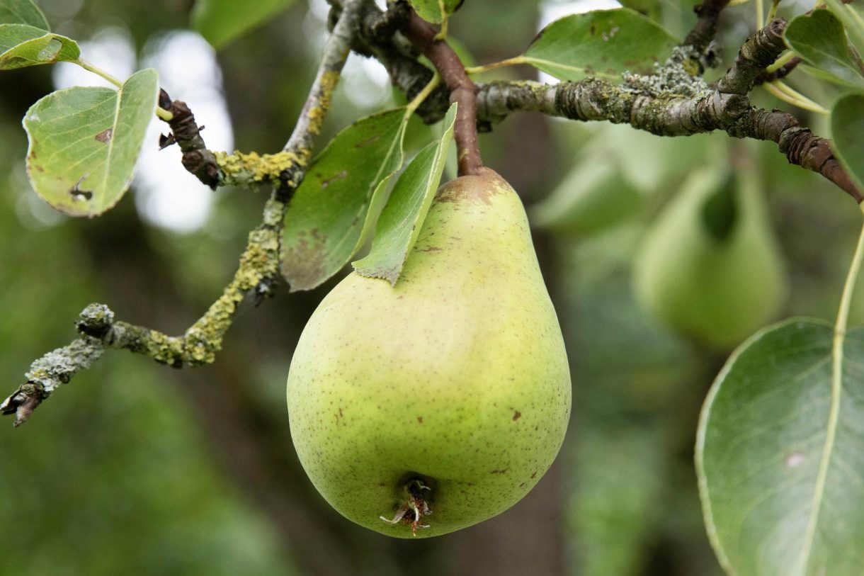 Te koop: Foto Woonhuis aan de Boterstraat 4 in Bronkhorst