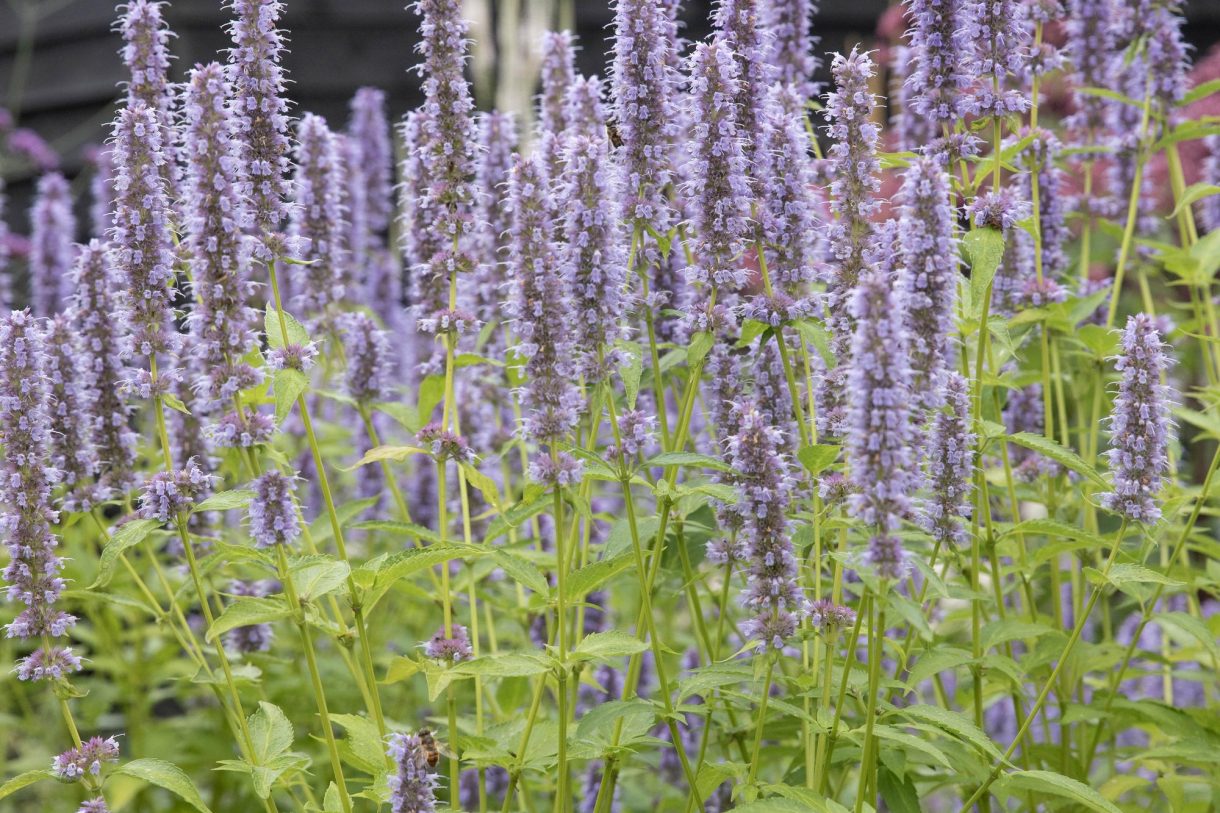 Te koop: Foto Woonhuis aan de Boterstraat 4 in Bronkhorst