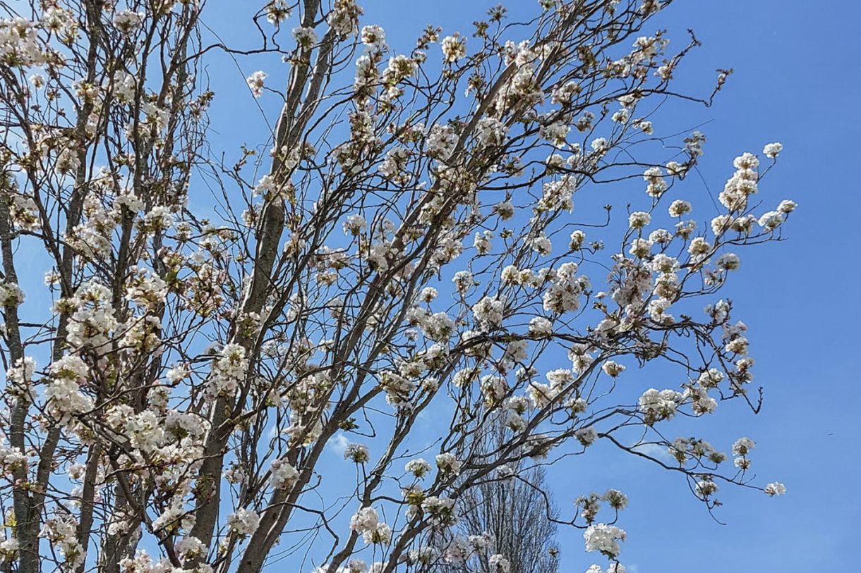 Te koop: Foto Woonhuis aan de Chris de Jongstraat 20 in Leiden