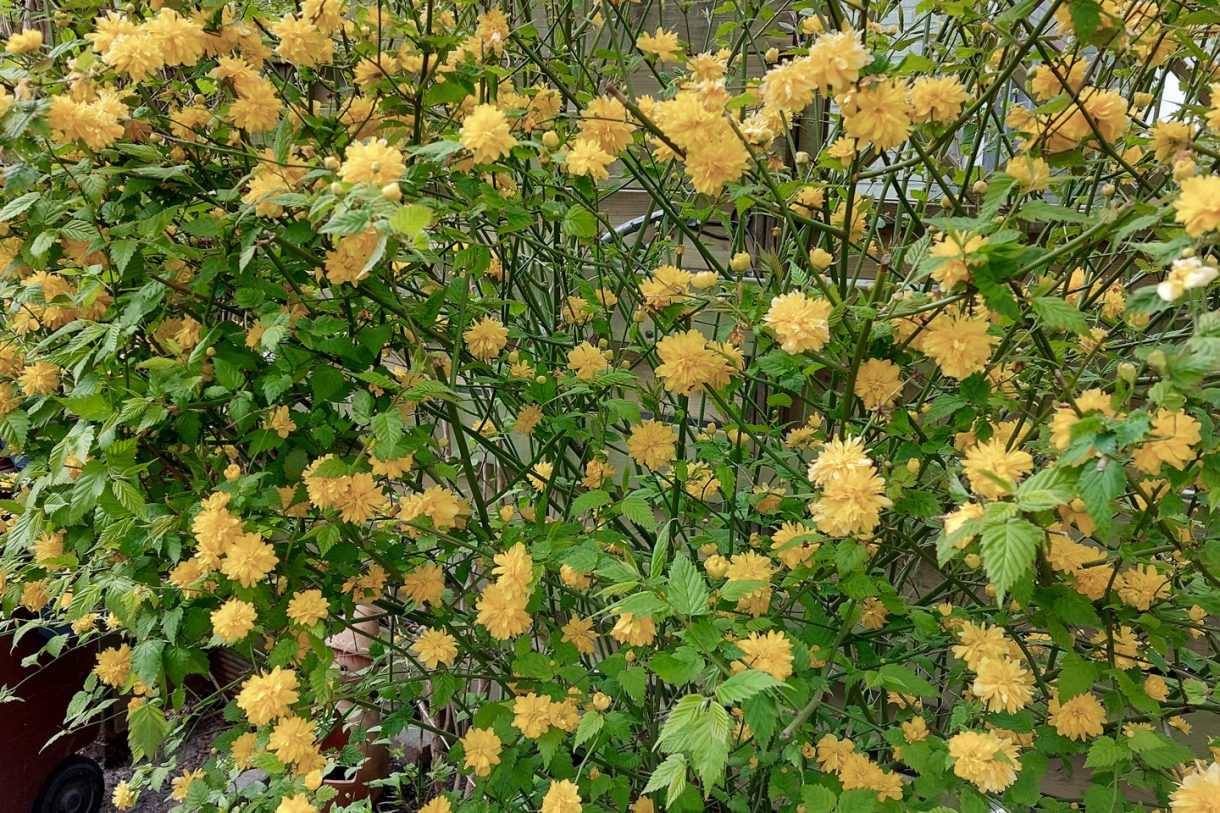 Te koop: Foto Woonhuis aan de Chris de Jongstraat 20 in Leiden