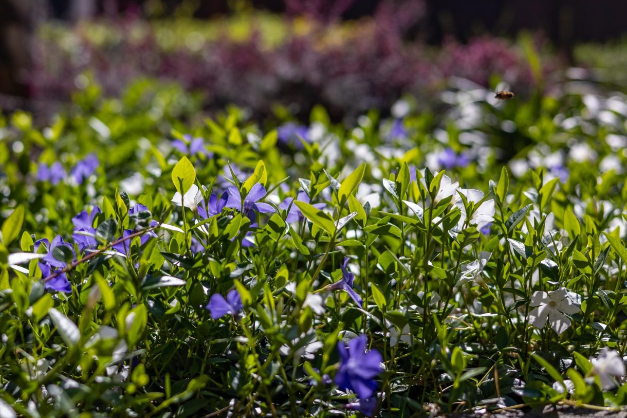 Te koop: Foto Woonhuis aan de Laakse Laan 50 in Zutphen