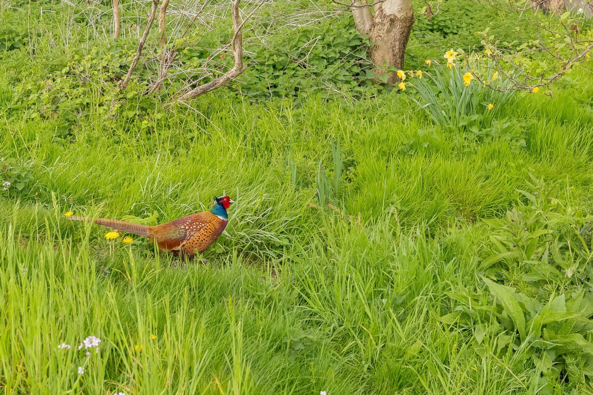 Te koop: Foto Woonhuis aan de Sweilandpolder 15m in Warmond