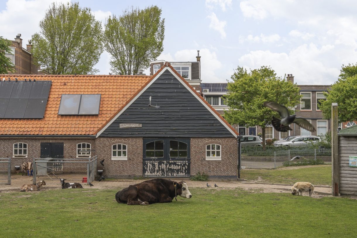 Te huur: Foto Appartement aan de Marcelisstraat 100 in 's-Gravenhage