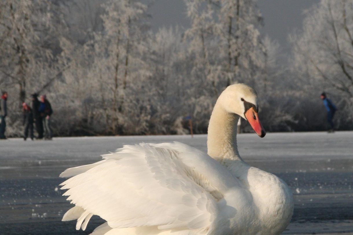 Te koop: Foto Woonhuis aan de Zuideinde 64 in Nieuwkoop