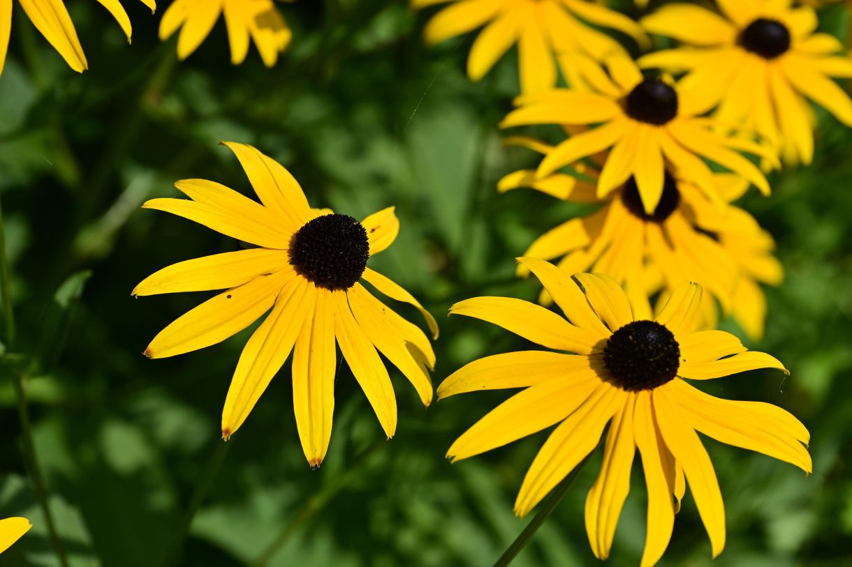 Te koop: Foto Woonhuis aan de Zuideinde 64 in Nieuwkoop