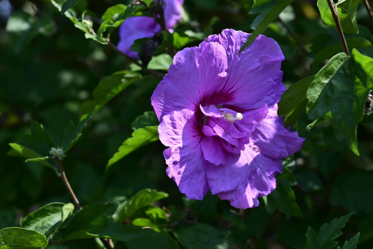 Te koop: Foto Woonhuis aan de Zuideinde 64 in Nieuwkoop