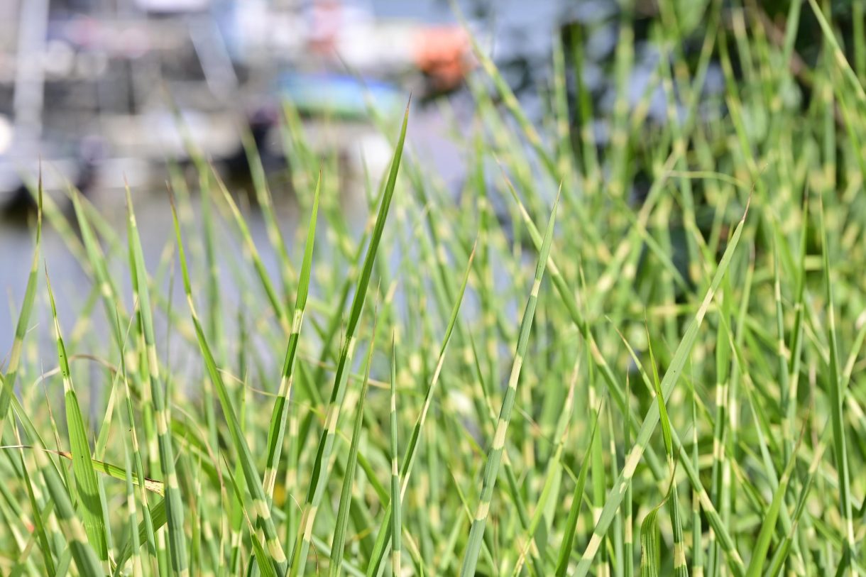 Te koop: Foto Woonhuis aan de Zuideinde 64 in Nieuwkoop