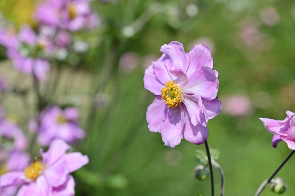 Te koop: Foto Woonhuis aan de Zuideinde 64 in Nieuwkoop