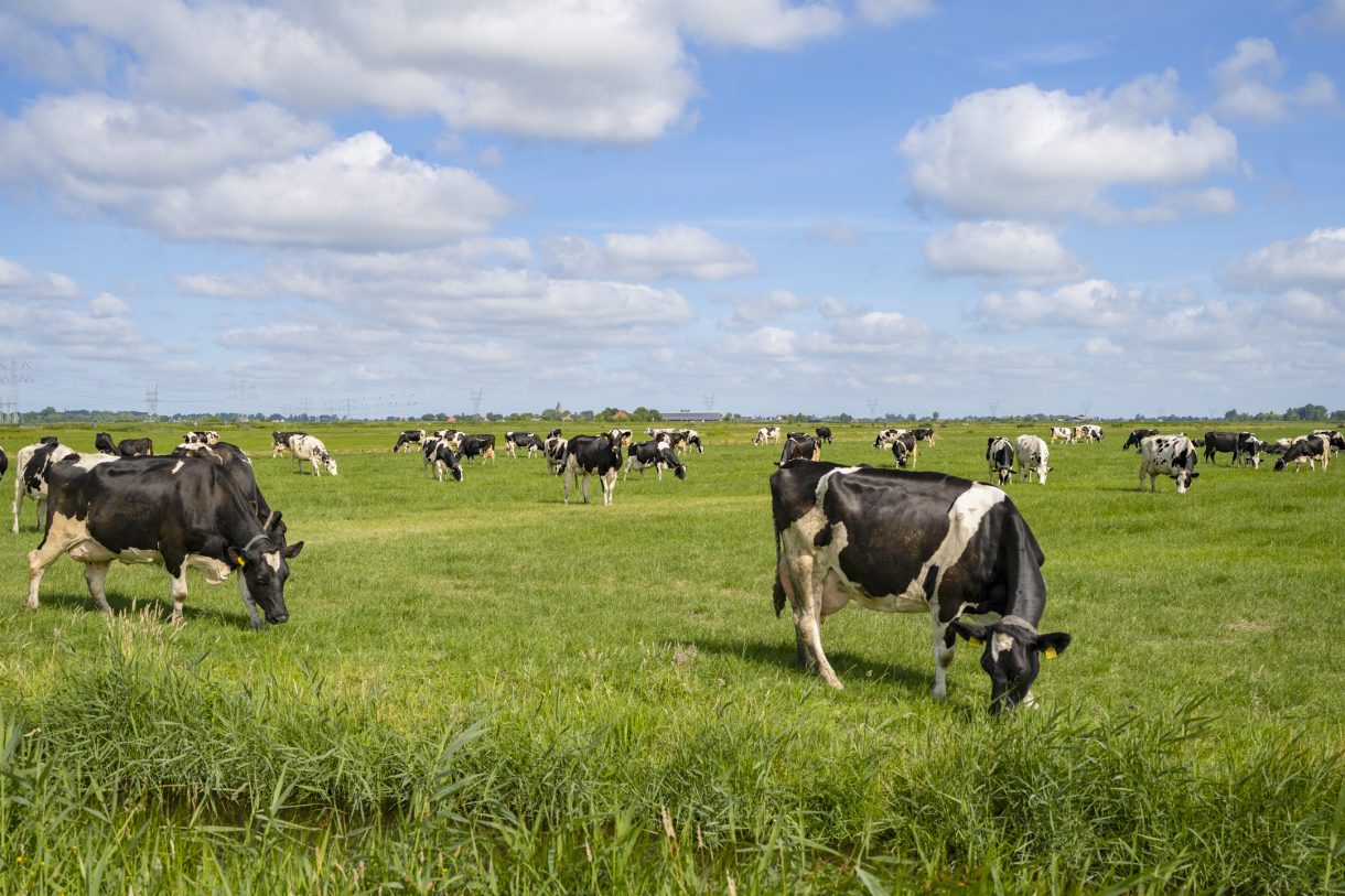 Te koop: Foto Bouwgrond aan de Bloemendalergouw 43A in Amsterdam