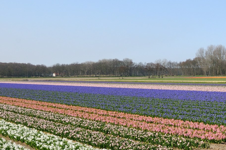 Te koop: Foto Woonhuis aan de 't Lange Rack 9 in Lisse