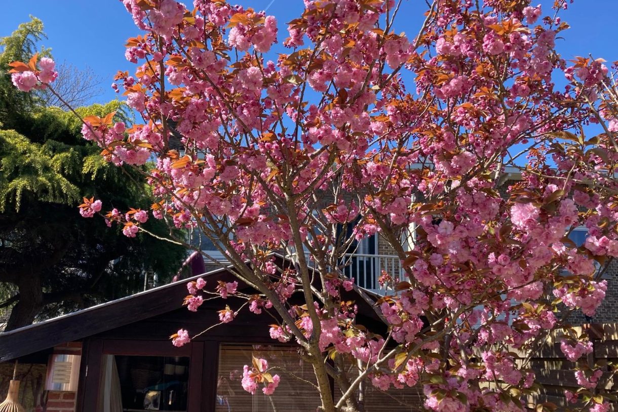 Te koop: Foto Woonhuis aan de Bilderdijkstraat 60 in Haarlem
