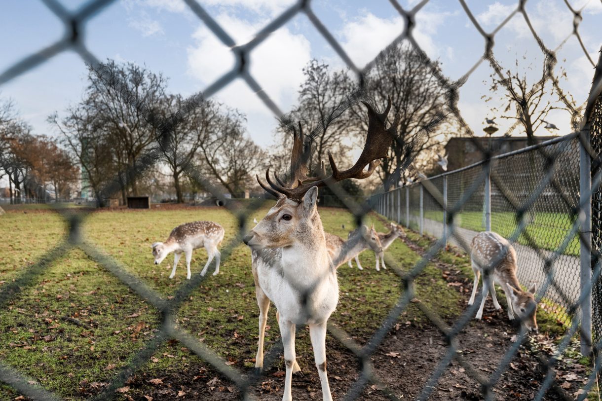 Te koop: Foto Appartement aan de Anemoonstraat 31 in Hoogeveen