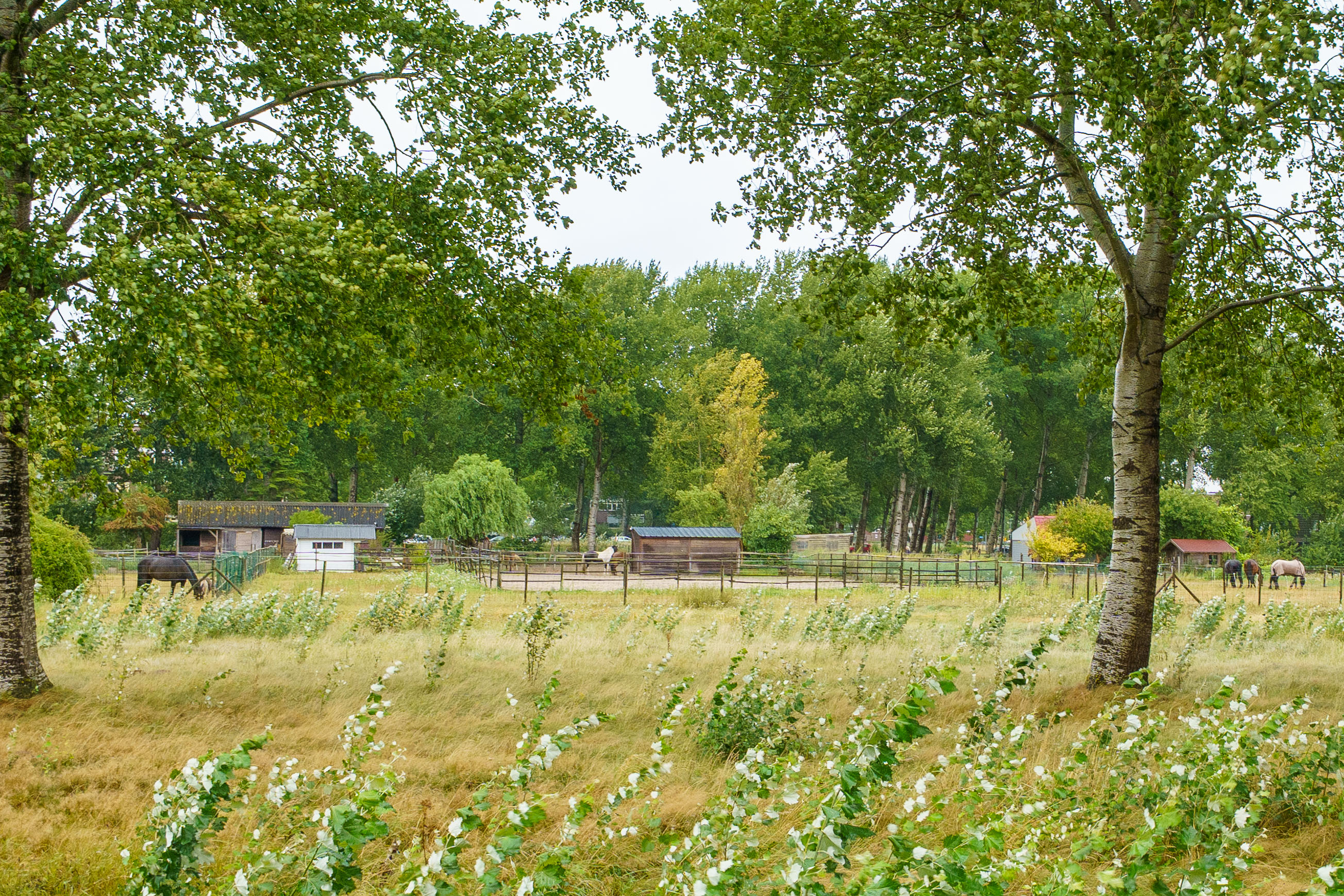 Te koop: Foto Appartement aan de Terpmeent 5 in Almere