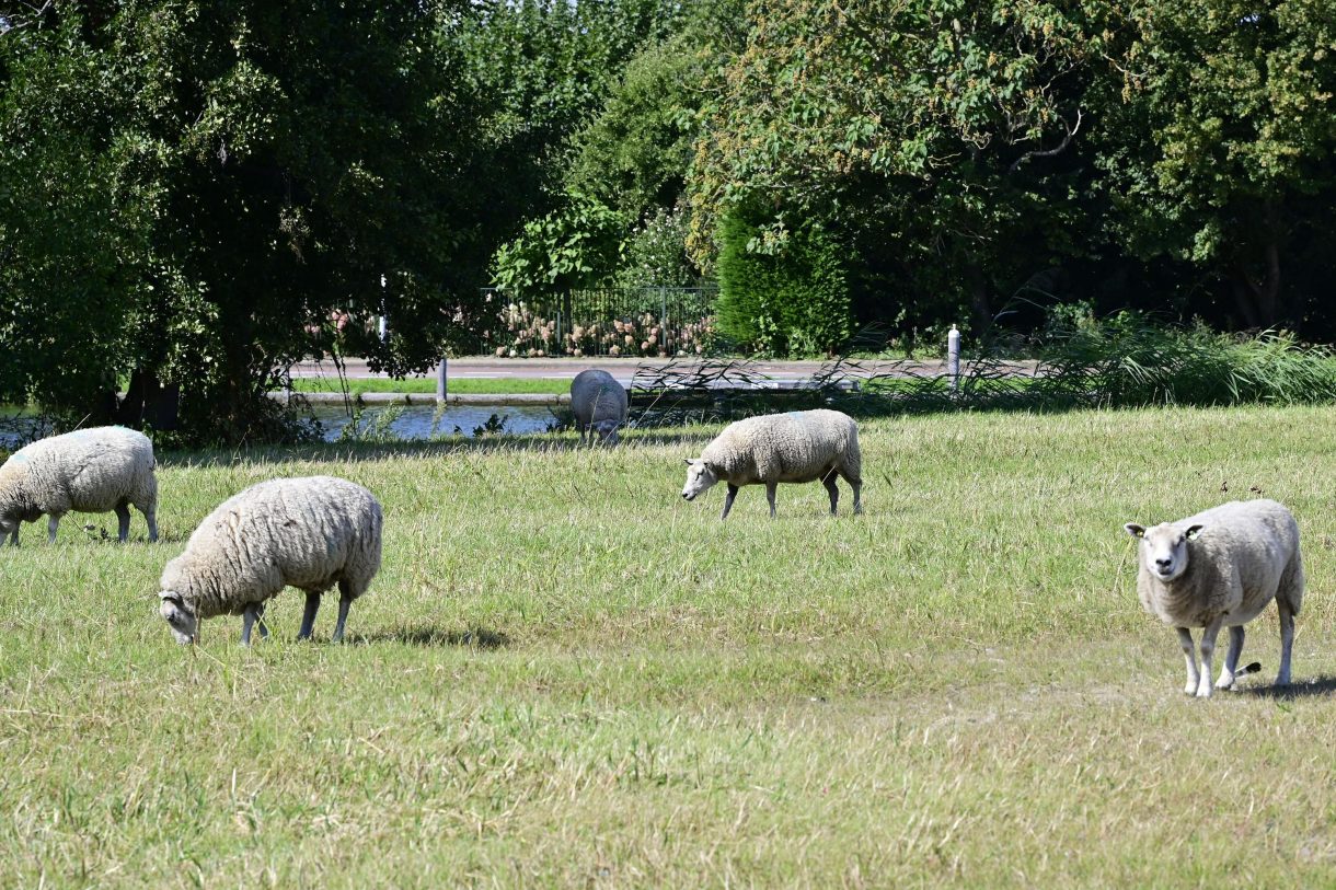 Te koop: Foto Woonhuis aan de Boeghof 6 in Leimuiden